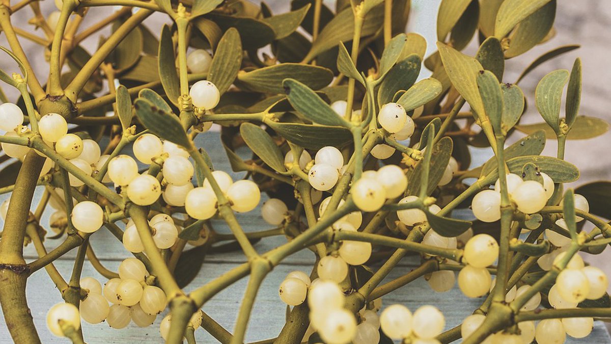 Legends and superstitions about Mistletoe and the Christmas tree
